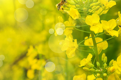 中央財(cái)經(jīng)大學(xué)在職研究生 中央財(cái)經(jīng)大學(xué)在職研究生