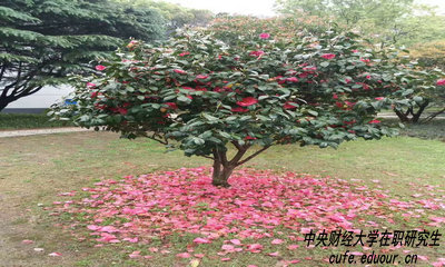 中財(cái)在職研究生攻讀方式有哪些？