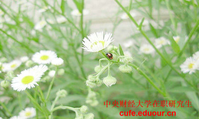 央財在職研究生初試考試的科目有什么？