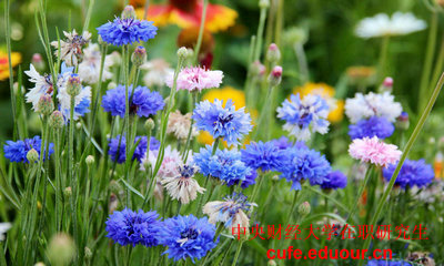 中央財經(jīng)大學(xué)在職教育碩士分數(shù)線